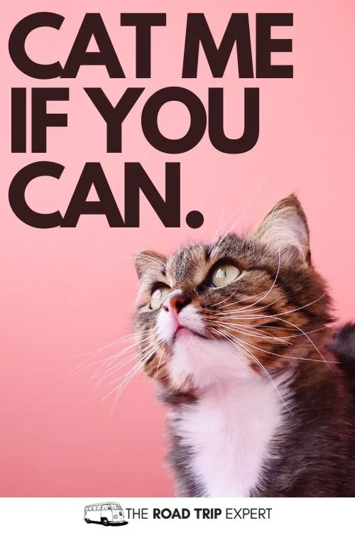 Funny Cat Captions