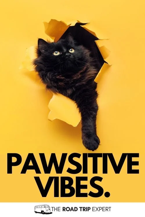 Funny Cat Pictures Caption
