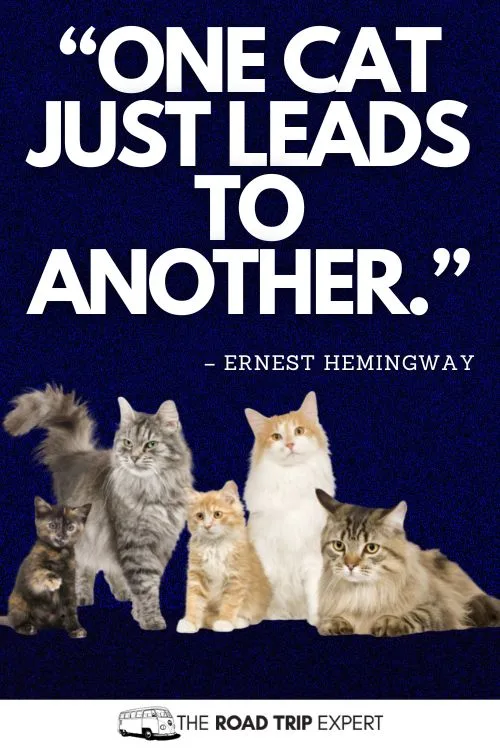 Funny Cat Quotes for Instagram