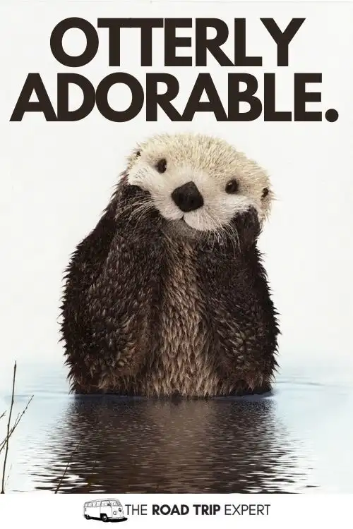 SeaWorld Captions for Instagram