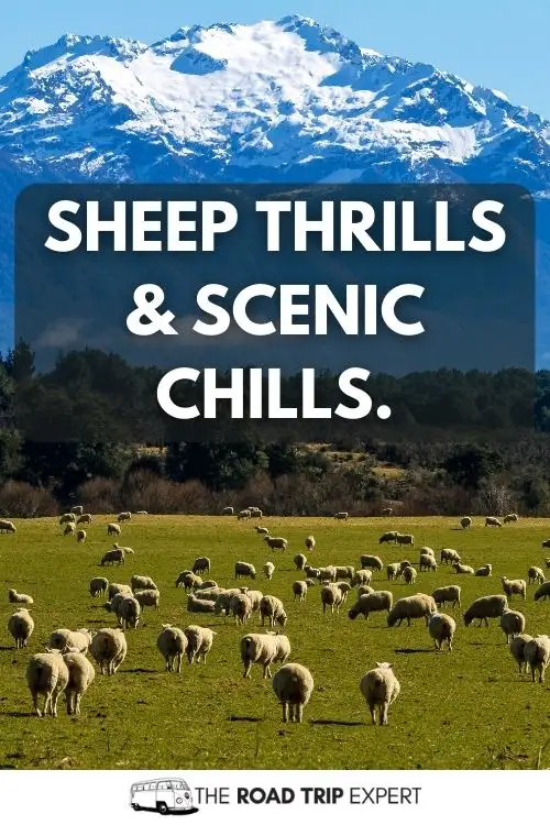 New Zealand Insta Captions