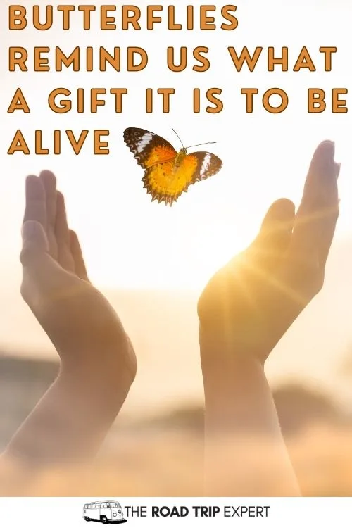 Butterflies captions