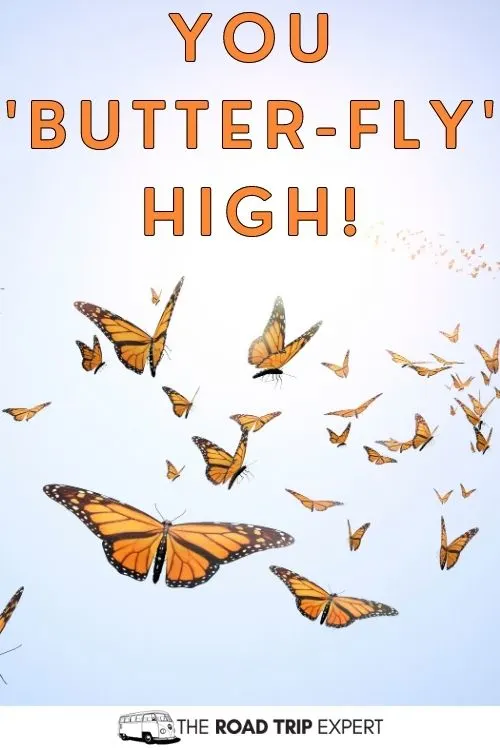 Butterfly puns for Instagram