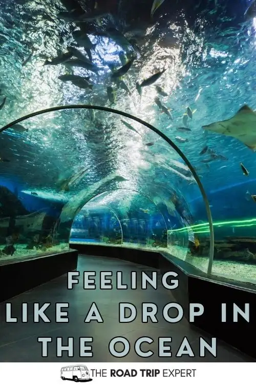 Aquarium Caption