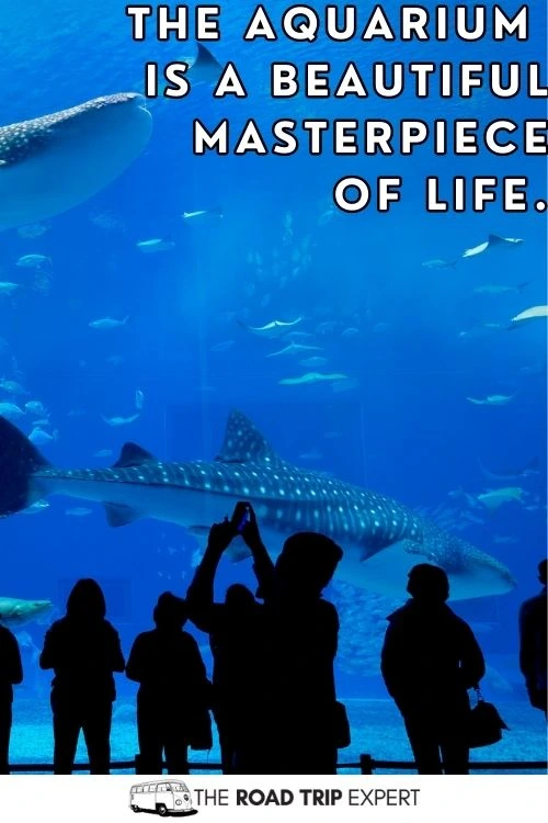 Aquarium Captions for Instagram