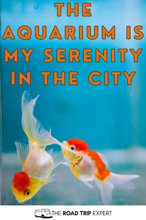 Aquarium Instagram Captions