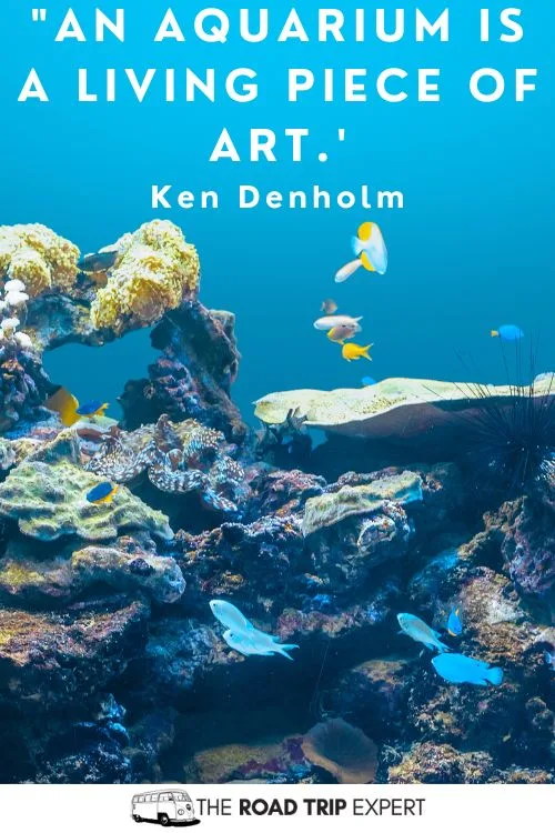 Aquarium Quotes for Instagram