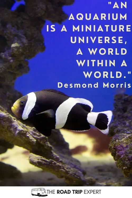 Aquarium Quotes