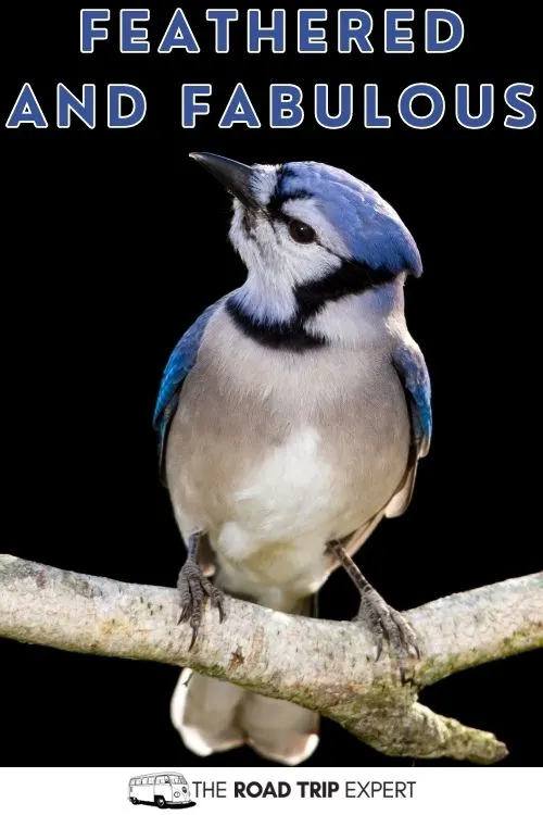 Bird Captions for Instagram