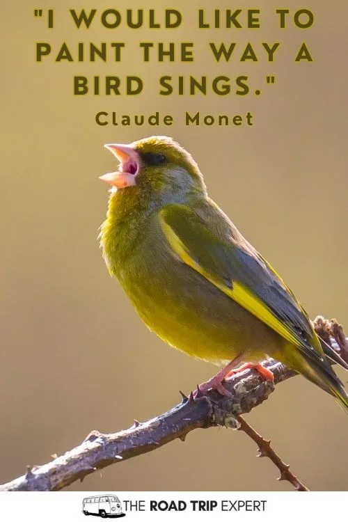 Bird Quotes for Instagram