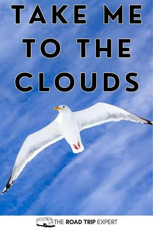 Birds Captions for Instagram