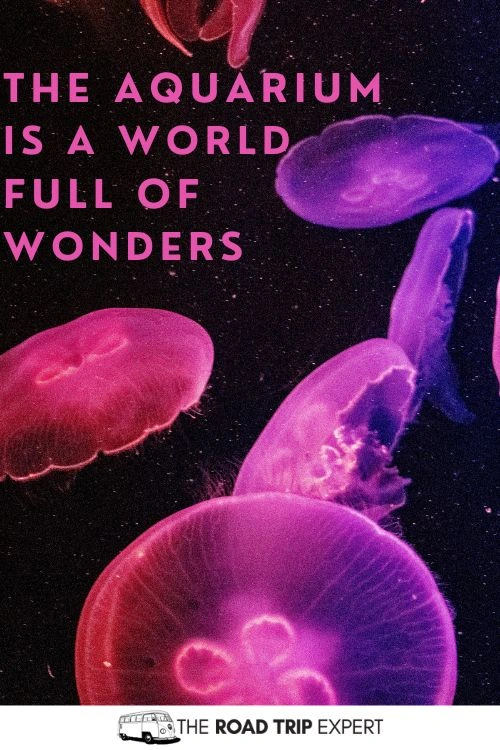 Cute Aquarium Captions