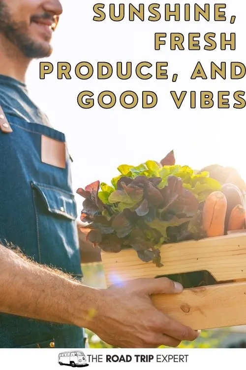 Farmers Market Captions for Instagram
